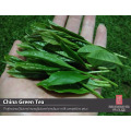 der Grüntee vert de Chine, chinesischer grüner Tee, chinesischer Lieferant des grünen Tees